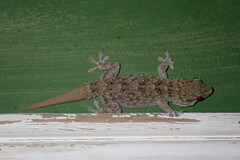 Tarentola gomerensis