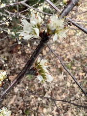 Prunus angustifolia