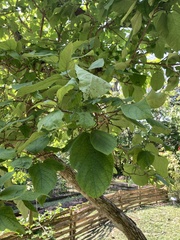 Cordia sebestena
