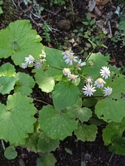 Pericallis steetzii image