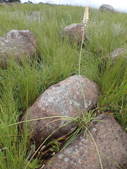 Kniphofia buchananii