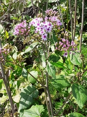 Pericallis papyracea image