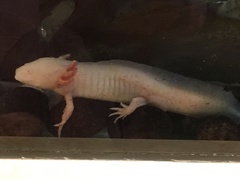 Ambystoma mexicanum