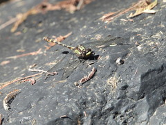 Neogomphus molestus