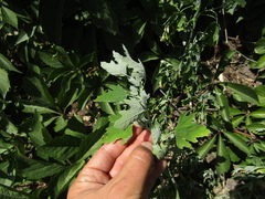 Chenopodium ucrainicum
