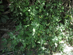Chenopodium ucrainicum