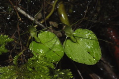 Corybas rivularis