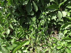 Chenopodium ucrainicum