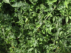 Chenopodium ucrainicum