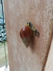 Achatinidae