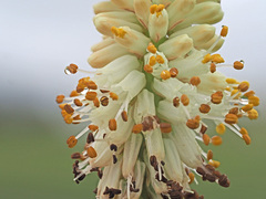 Kniphofia buchananii