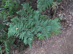 Rumohra adiantiformis