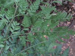 Rumohra adiantiformis