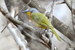 Malaconotus blanchoti