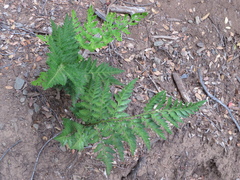 Rumohra adiantiformis