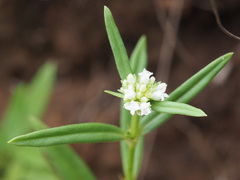 Spermacoce natalensis