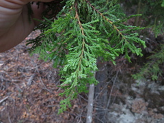 Austrocedrus chilensis