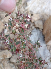 Euphorbia capitellata