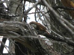 Pygarrhichas albogularis