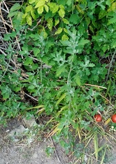 Chenopodium ucrainicum