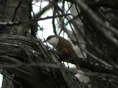 Pygarrhichas albogularis