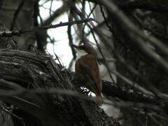 Pygarrhichas albogularis