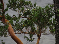 Luma apiculata