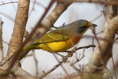 Telophorus sulfureopectus