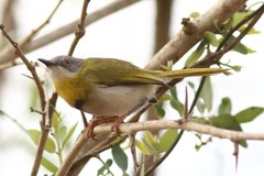 Apalis flavida neglecta