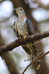 Cuculus solitarius