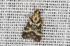 Scoparia spelaea