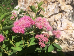 Spiraea splendens