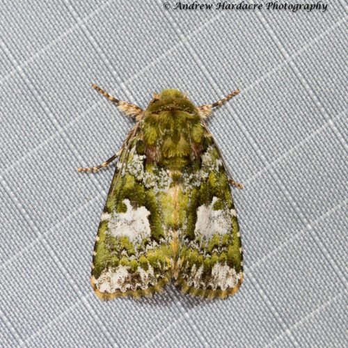 Xenotrachea albidisca (Moore, 1867)