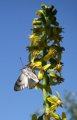 Ligularia heterophylla