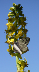 Ligularia heterophylla