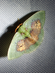 Pyrochlora rhanis