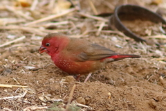 Lagonosticta senegala rendalli