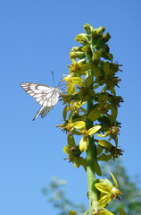 Ligularia heterophylla