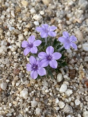 Langloisia setosissima setosissima