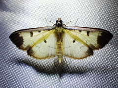 Eulepte