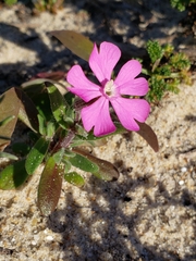 Silene littorea