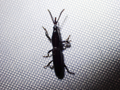Brentinae