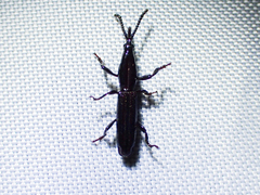 Brentinae