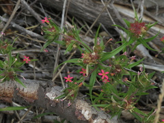 Collomia biflora