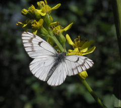 Aporia leucodice