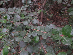 Luma apiculata