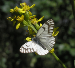 Aporia leucodice