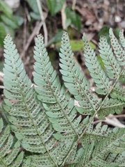 Dryopteris varia
