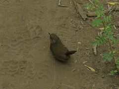 Scelorchilus rubecula