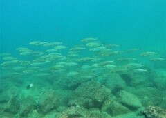 Selar crumenophthalmus